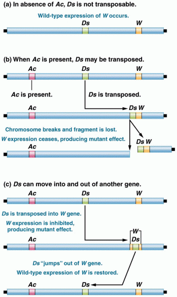 Effects of Ac and Ds elements on gene expression