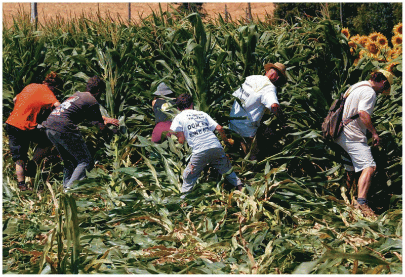 Anti-GM protesters attacking a field of genetically-modified maize in southwestern France