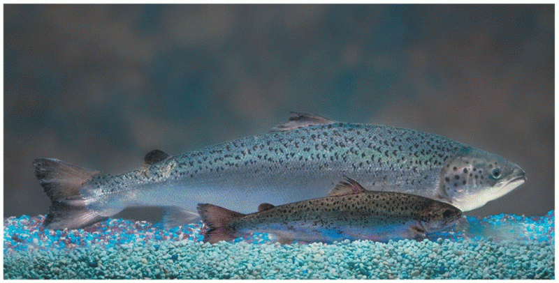 The AquAdvantage salmon grows twice as fast as a non-GM Atlantic salmon