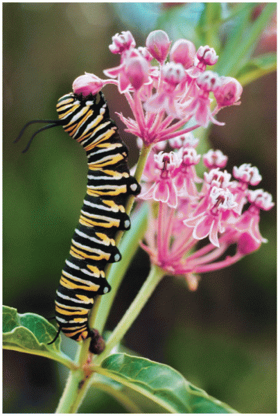 Monarch butterfly larvae feed exclusively on milkweed