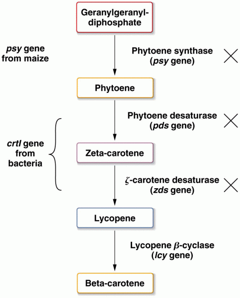 Beta-carotene pathway in Golden Rice 2