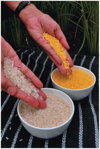 Non-GM and Golden Rice 2