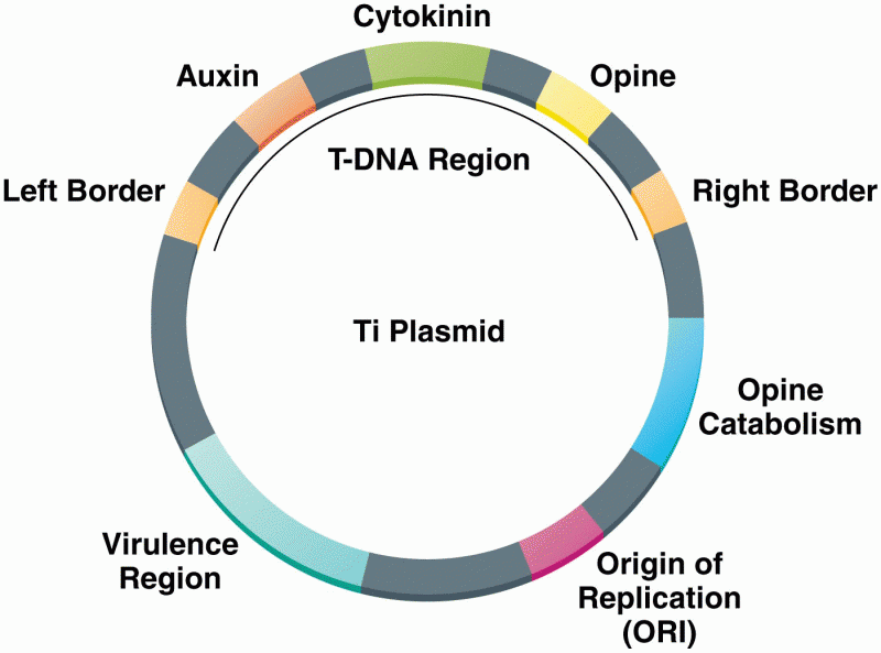 Structure of the Ti plasmid
