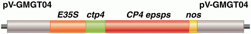 Portion of plasmid pV-GMGT04 used to create Roundup-Ready soybeans