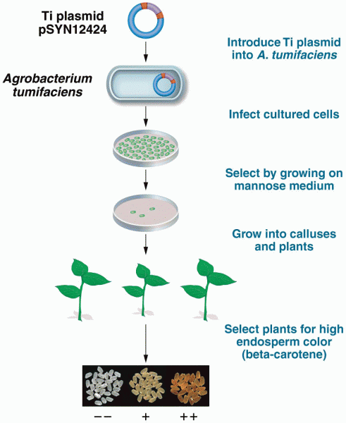 Method for creating Golden Rice 2