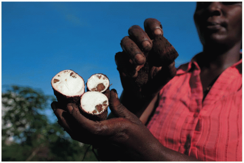Cassava tubers infected with brown streak virus