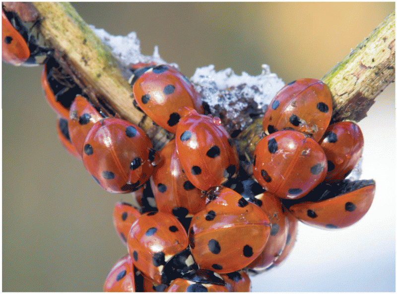 Ladybird beetles, from the Chiricahua Mountains in Arizona