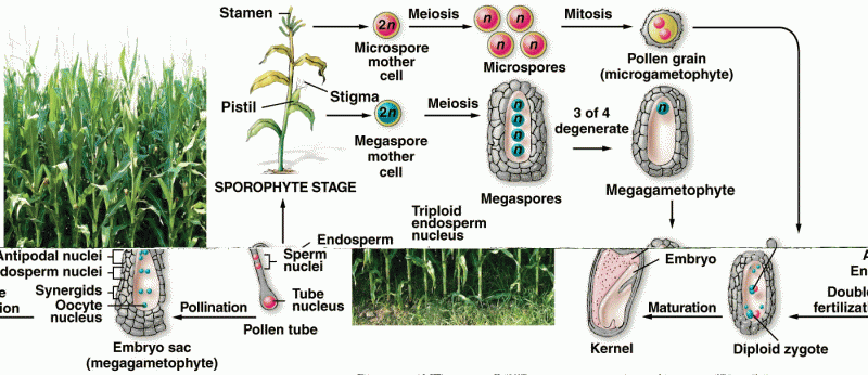 The life cycle of maize (Zea mays