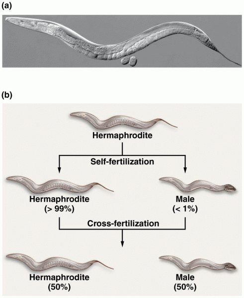 Photomicrograph of a hermaphroditic nematode and  self-fertilization