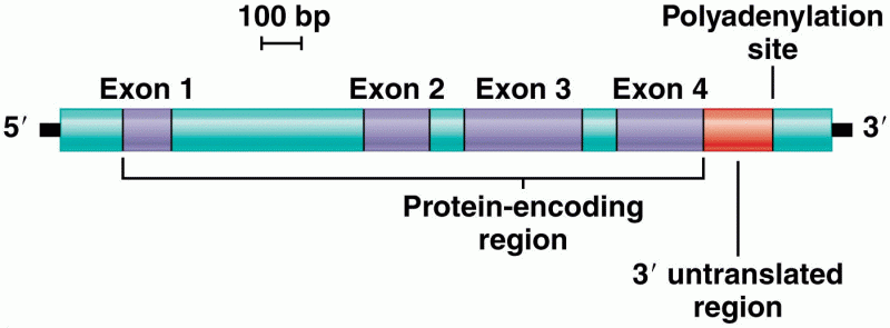 Organization of the Adh locus of Drosophila melanogaster