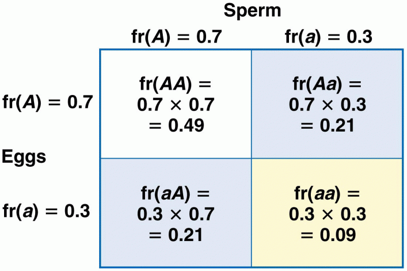 Calculating genotype frequencies from allele frequencies