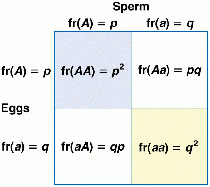 The general description of allele and genotype frequencies under Hardy–Weinberg assumptions