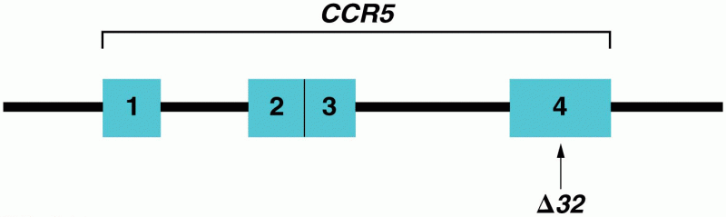 Organization of the CCR5 gene in region 3p21.3