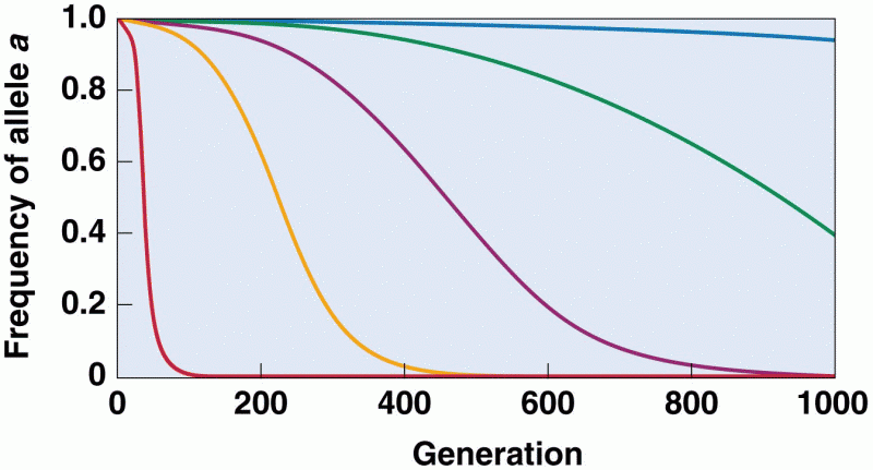 The effect of selection on allele frequency