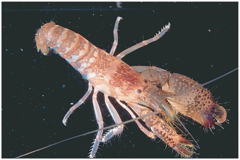 A snapping shrimp (genus Alpheus)
