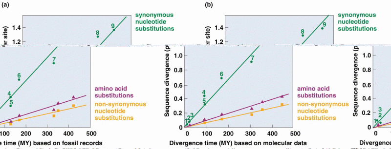 Relationship between the number of amino acid substitutions