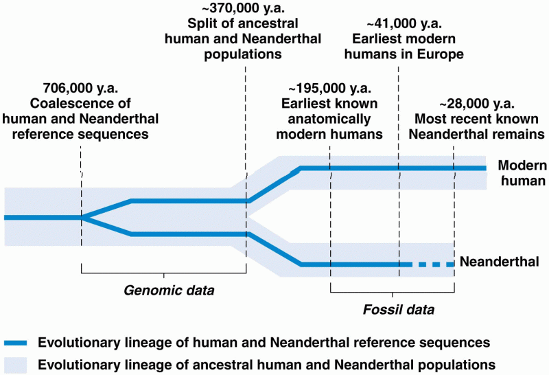 Estimated times of divergence of human and Neanderthal genomic