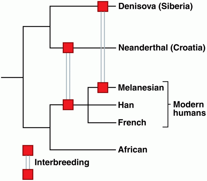 A phylogenetic tree