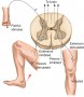 The Reflex Arc