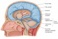 The Partitions Extending into the Skull, the Falx Cerebri, and Tentorium Cerebellum