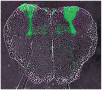 Green fluorescent protein (GFP)