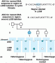 Detecting a deletion in the CFTR gene by ASO testing