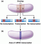 New patterns of gene expression can be generated by overlapping regions containing two different gen