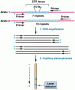 In the PCR amplification and analysis of one STR locus