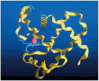 The tertiary level of protein structure for the respiratory pigment myoglobin