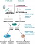 Mechanisms of gene regulation by RNA-induced gene silencing