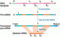 Posttranscriptional RNA processing in eukaryotes