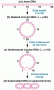 Depictions of the transformations leading to the supercoiling of circular DNA