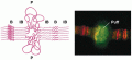 Photograph of a puff within a polytene chromosome