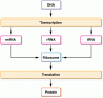 Simplified diagram of information flow (the central dogma) from DNA to RNA