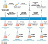 Summary of Avery, MacLeod, and McCarty’s experiment