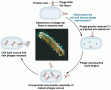 Life cycle of a T-even bacteriophage, as known in 1952