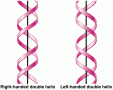 The right- and left-handed helical forms of DNA