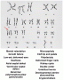 The karyotype and phenotypic description of an infant with Patau syndrome