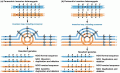 The effects of a single crossover in a paracentric inversion heterozygote