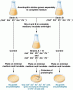 Production of prototrophs as a result of genetic recombination 