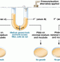 When strain A and strain B auxotrophs are grown in a common medium