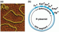 Electron micrograph of plasmids isolated from E. coli