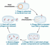 Life cycle of bacteriophage T4