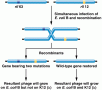 Ilustration of intragenic recombination between two mutations