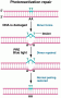 Damaged DNA repaired by photoreactivation repair