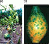 A test field of GM papaya