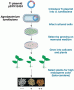 Method for creating Golden Rice 2