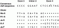 DNA sequence variation in parts of the Drosophila Adh gene