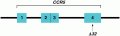 Organization of the CCR5 gene in region 3p21.3