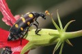 Blister Beetle